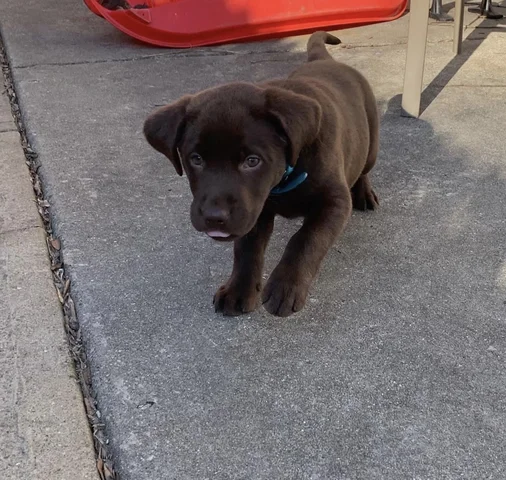 We got another dog