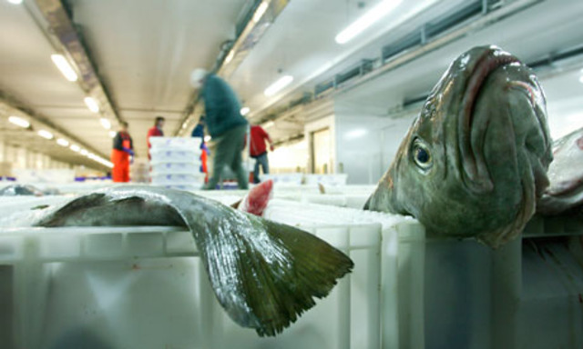 Rise in sustainable seafood products in the UK