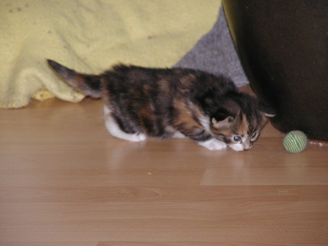 Er is een optie op Belle