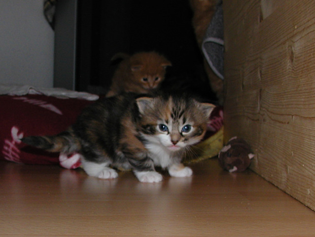 Belle is vergeven en heet nu Nushi