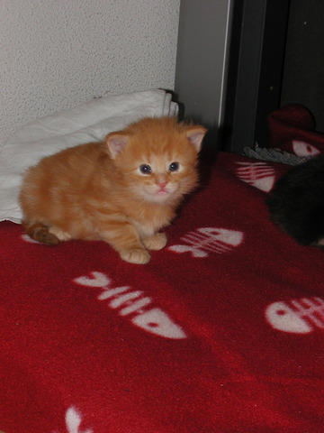 Er is een optie op Sweetie