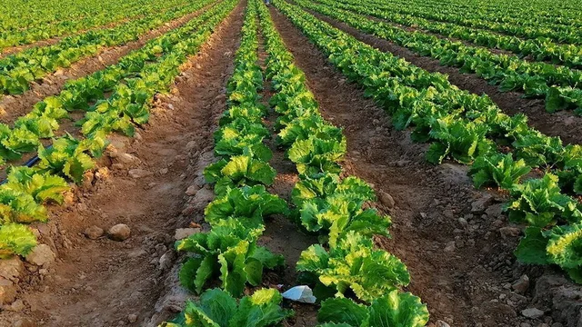 BIOFERTILIZERS AND BIO-STIMULANTS