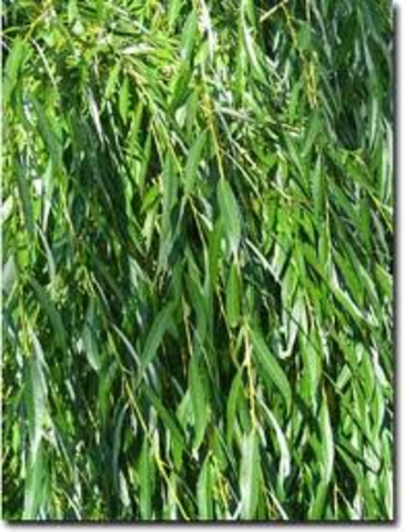 willow leaves