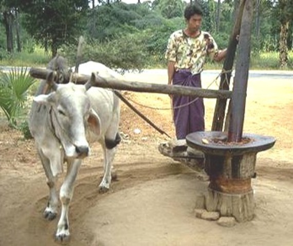 Animals  used for energy