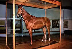 Phar Lap won the Melbourne Cup
