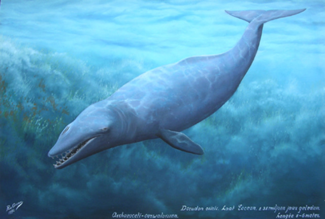 The Dorudon: 40 Million Years Ago