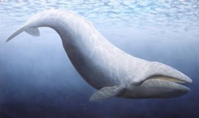 The Cetotherium: 15 Million Years Ago