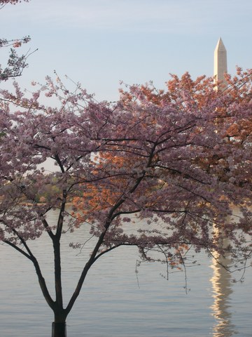 Mi clase y yo fuimos a Washington D.C!