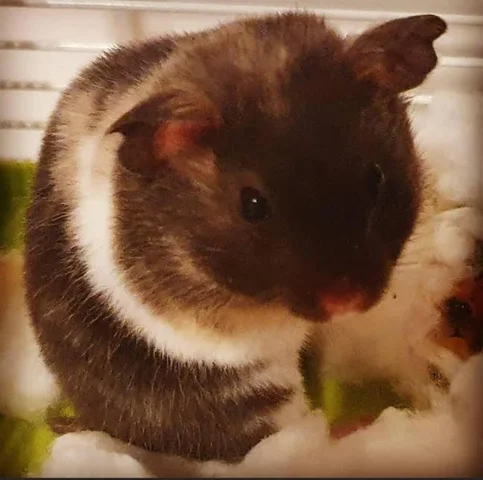 Vaig tenir la meva hamster