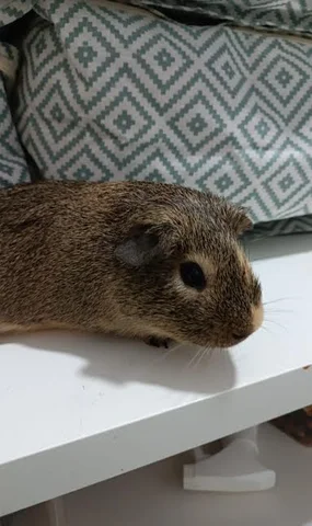 Vaig tenir la meva cobaya.
