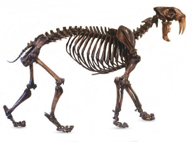 other parts of animals were made for clothes.