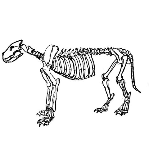 what else anmials were made for.