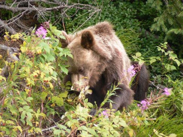 The Bear and Raspberries