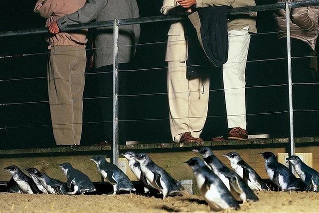 Start of public control for penguin tourism