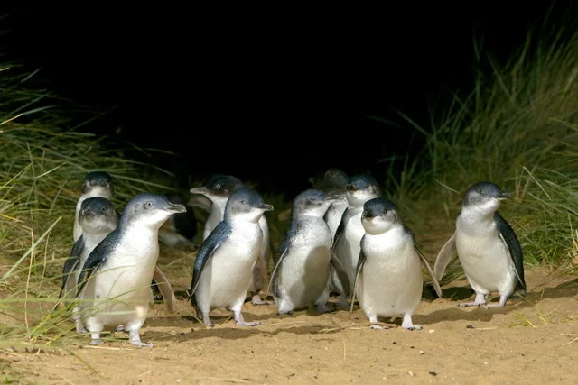 No penguin killed by foxes for the second year in a row