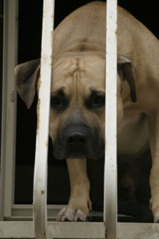 Buck is Caged like a Animal