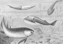 Siluriarra