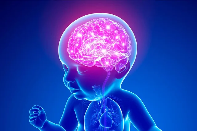 Gli organi di senso