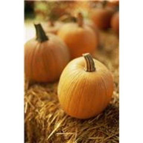 Park Day/ Fall Social