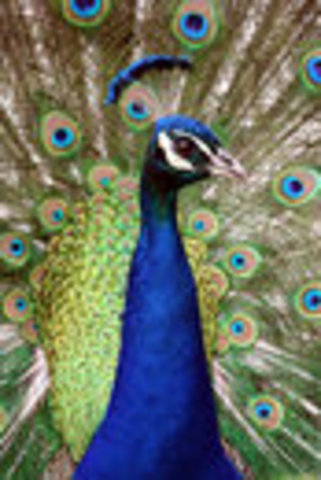 "Night of the Golden Peacock" Dance Recital