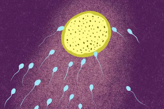 Conception