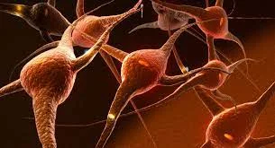First synaptic connection