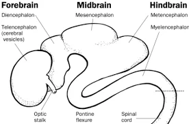 Neural tube closes, brain divides by three