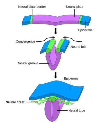 Neural Tube Formation (Weeks 3-4)