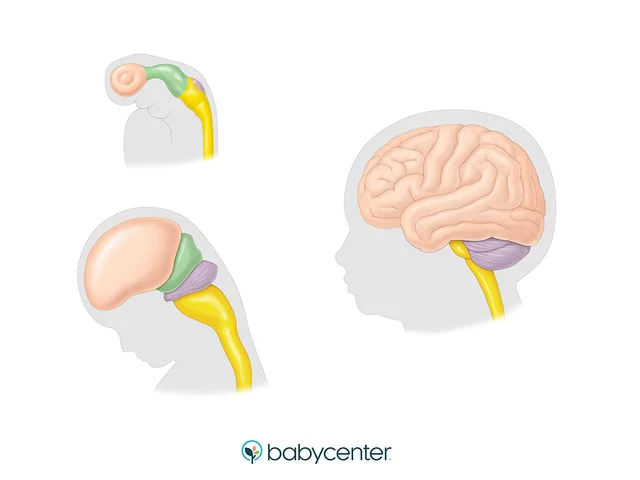 Transitional Period (Third Trimester)