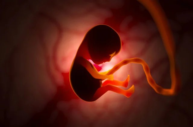 Embryonic Period