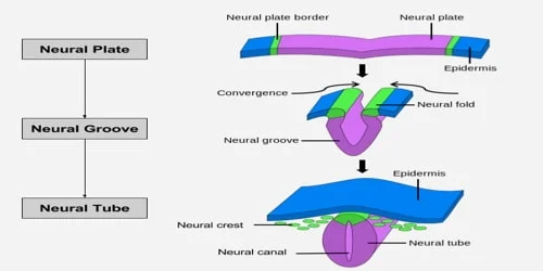 Neural Plate Develops
