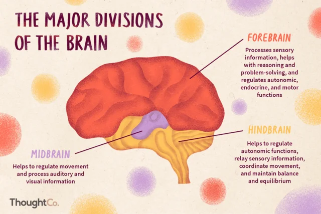 Neural Tube Closes, Babies brain Separates, Synapses Development