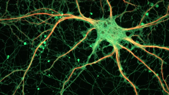 Mirgration of Neurons