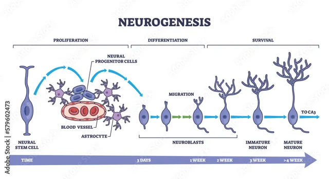 Babies Brain Begins to Develop + Neurogenesis Begins