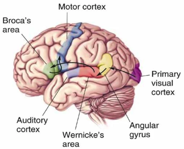 Functioning of Auditory Cortex, Visual Cortex, and Brocas Area Begin