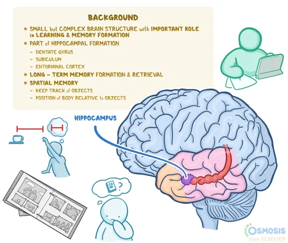Recognition Improves -  Growth of Hippocampus