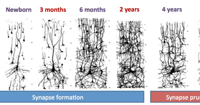Brain doubles in size, and Frontal and Temporal lobes become Stronger