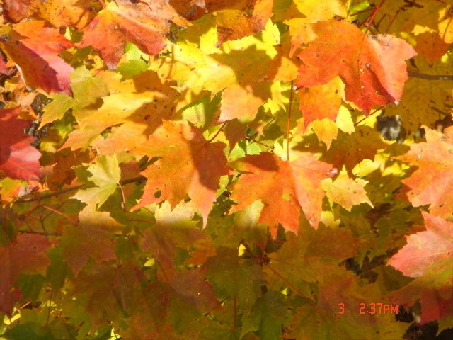 Park Day & Fall Social