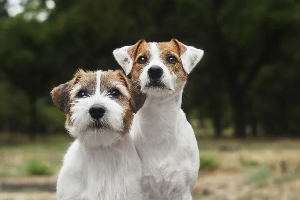 Two Little Dog Can Bring Joy to Anyones Life