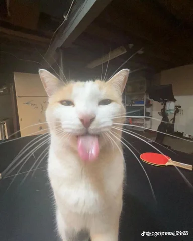 Rather Silly Cats in Your Area