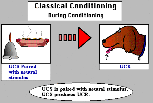 Pavlov publishes his findings on classical conditioning