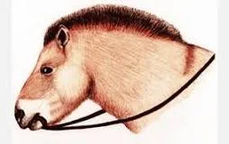 First Domesticated Horse