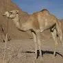 First Domesticated Camels