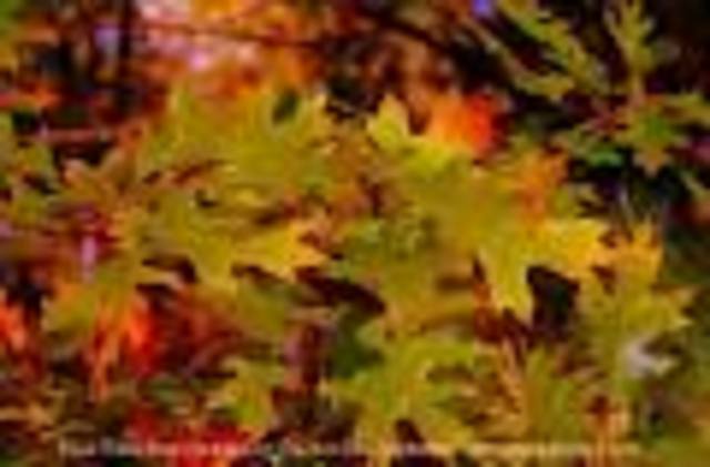 park day and fall social