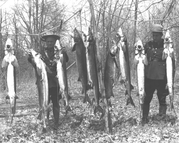 Sturgeon harvest banned in the state