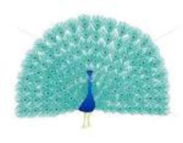 STARTED ART PROJECT THE PECOK