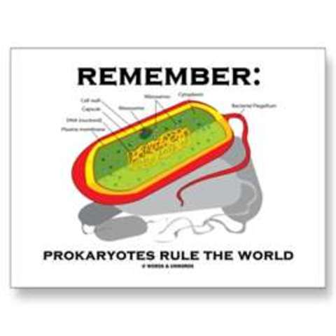 Prokaryotes
