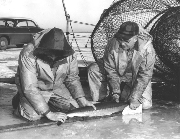 Sturgeon studies spur extensive rule changes