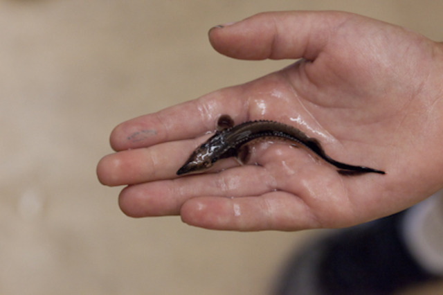 First successful efforts to propagate lake sturgeon