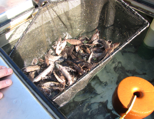 Rehabilitation of sturgeon in the Upper Fox River